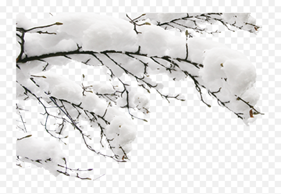 Snow Winter Fundal - Winter Tree Branch Png,Snow Transparent