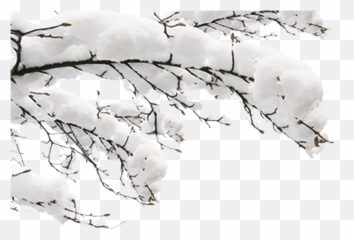 Snow Winter Fundal - Tree Branch Png