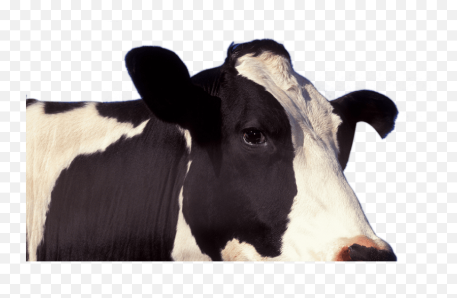 Free Transparent Png Images - Cow Face Transparent Background,Cow Transparent