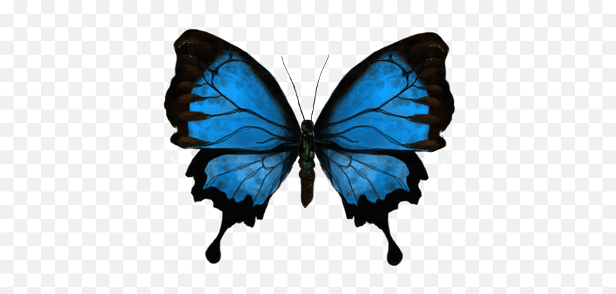 Top Butterfly Gif Stickers For Android - Blue Butterfly Animated Gif Png, Butterfly Gif Transparent - free transparent png images 