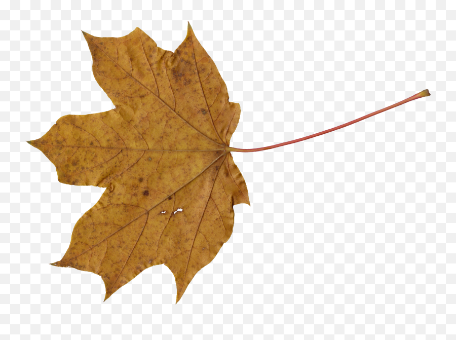 10 Maple Leaves Png Transparent Onlygfxcom - Yellow Maple Leaf Png,Fall Frame Png