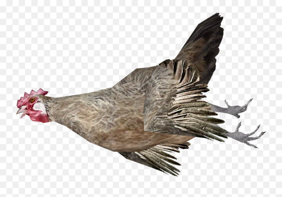 Download Free Png Dead Chicken - Dead Chicken Transparent,Minecraft Chicken Png