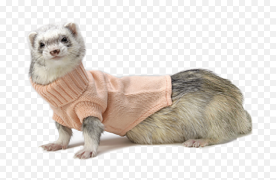 Weasels Png Images Transparent Background Play - Ferret Sweater,Weasel Icon