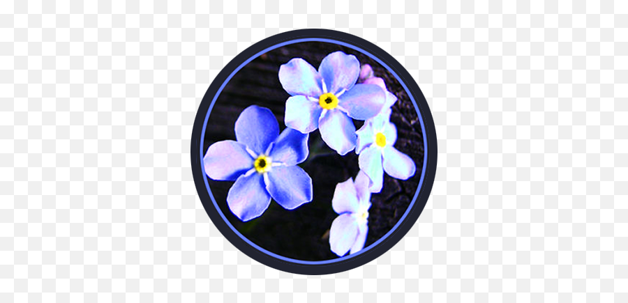 Spring Clipart - Spring Flower Pictures U0026 Spring Flower Clipart Viola Png,Flower Circle Png