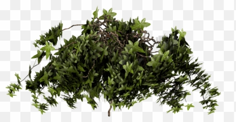 Poison Ivy Texture Mapping Plant - Transparent Poison Ivy Png,Ivy Png