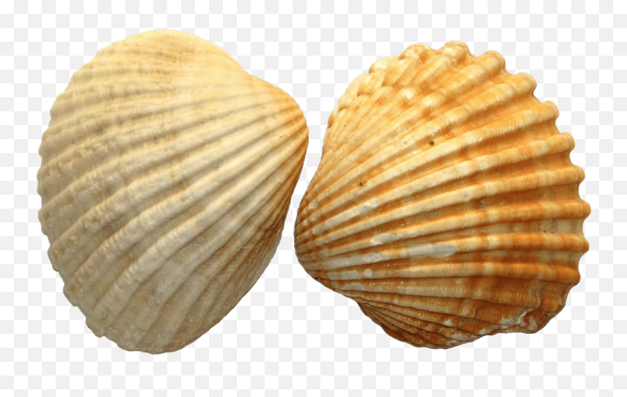Sea Shell Duo Transparent Png - Sea Shell Png,Sea Shell Png