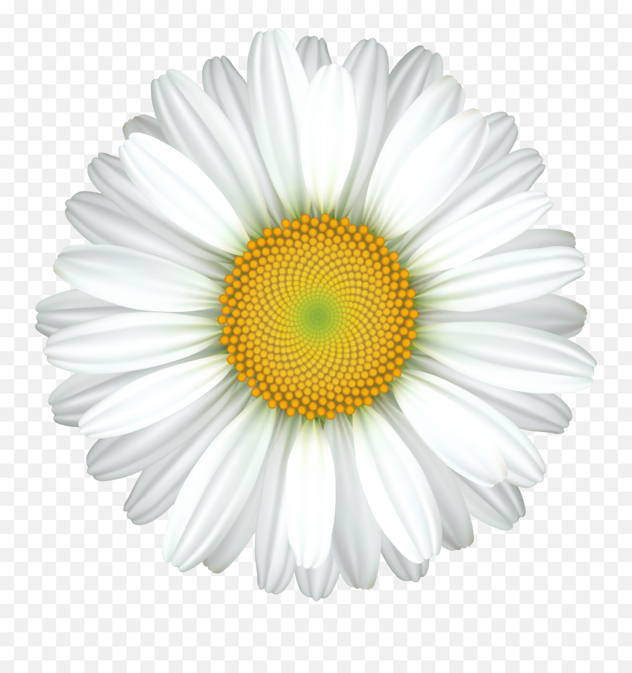 Library Daisy Png Files - Transparent Daisy Clipart,Transparent Daisy