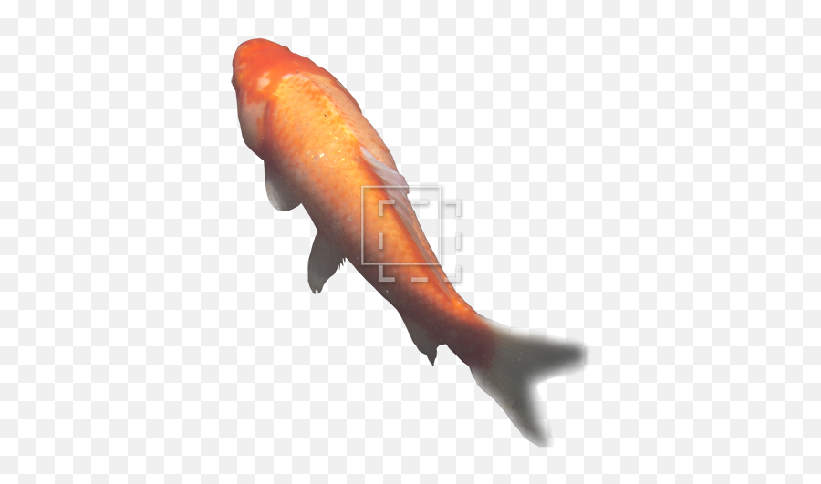 Download Free Png Koi Swimming Forward - Immediate Entourage Coastal Cutthroat Trout,Fish Swimming Png