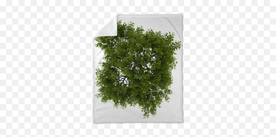 Top View Of Crack Willow Tree Isolated - We Live To Change Texture For Trees Top View Png,Tree Top View Png