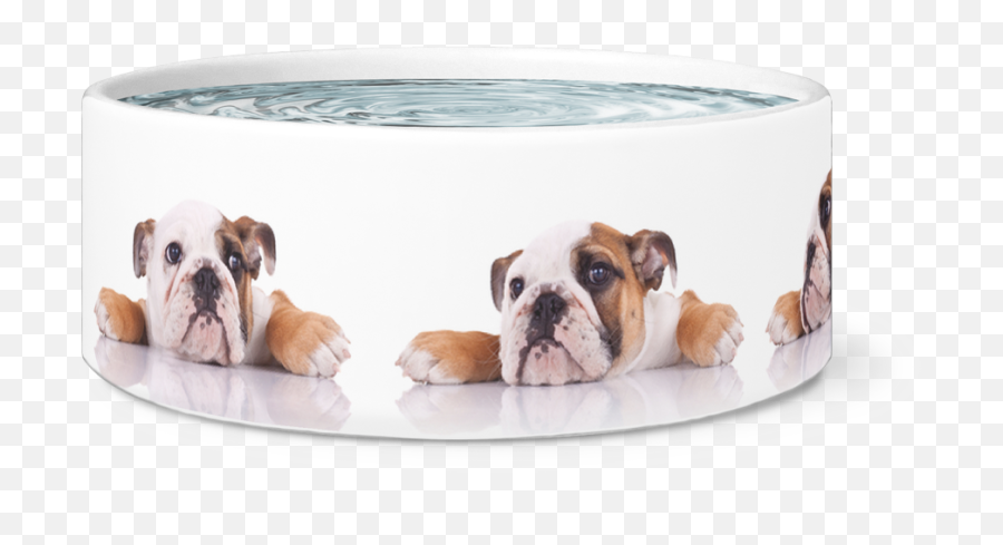 English Bulldogs Designer Dog Bowls - Australian Bulldog Png,Dog Bowl Png
