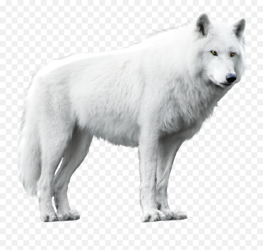 Dog Arctic Wolf Alaskan Tundra Black - Wolf Png Transparent Background Wolf Png,Wolf Transparent