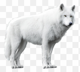 Dog Arctic Wolf Alaskan Tundra Black - png Transparent Background Wolf Png