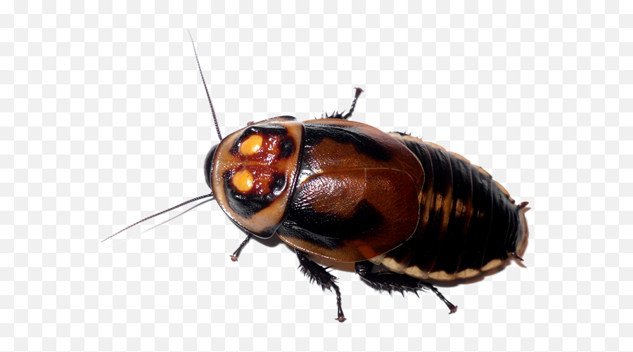Roach Png Images Free Download - Warty Glowspot Cockroach,Roach Png