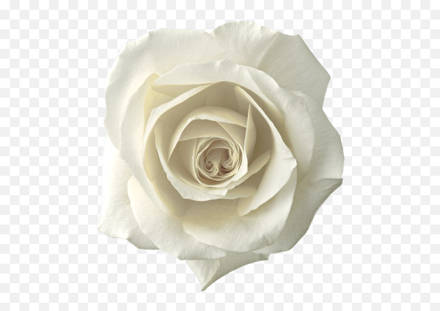 Whiterose Roses Rose Png Sticker Whiteroses Freetoedit - White Rose Png Transparent,White Roses Png