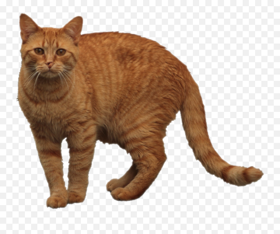 Orange Cat Png 1 Image - Tabby Orange Cat Png,Orange Cat Png