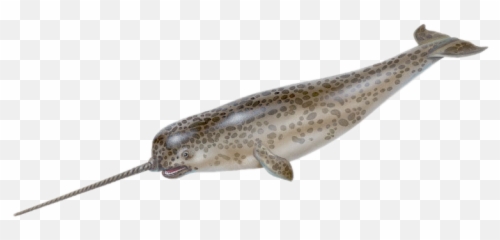 Fish That Looks Like Unicorn Png Image - Narwhal Eye,Narwhal Png