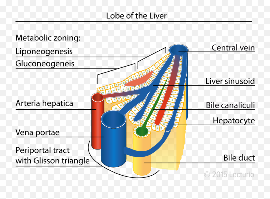 Anatomy Functions And Diseases - Lobules Of Liver Png,Amber Heard Png