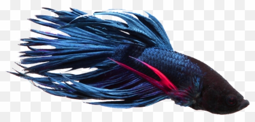 Betta Fish Png - Transparent Betta Fish Blue Betta Fish Tetra Fish Siamese Fighting Fish,Betta Fish Png