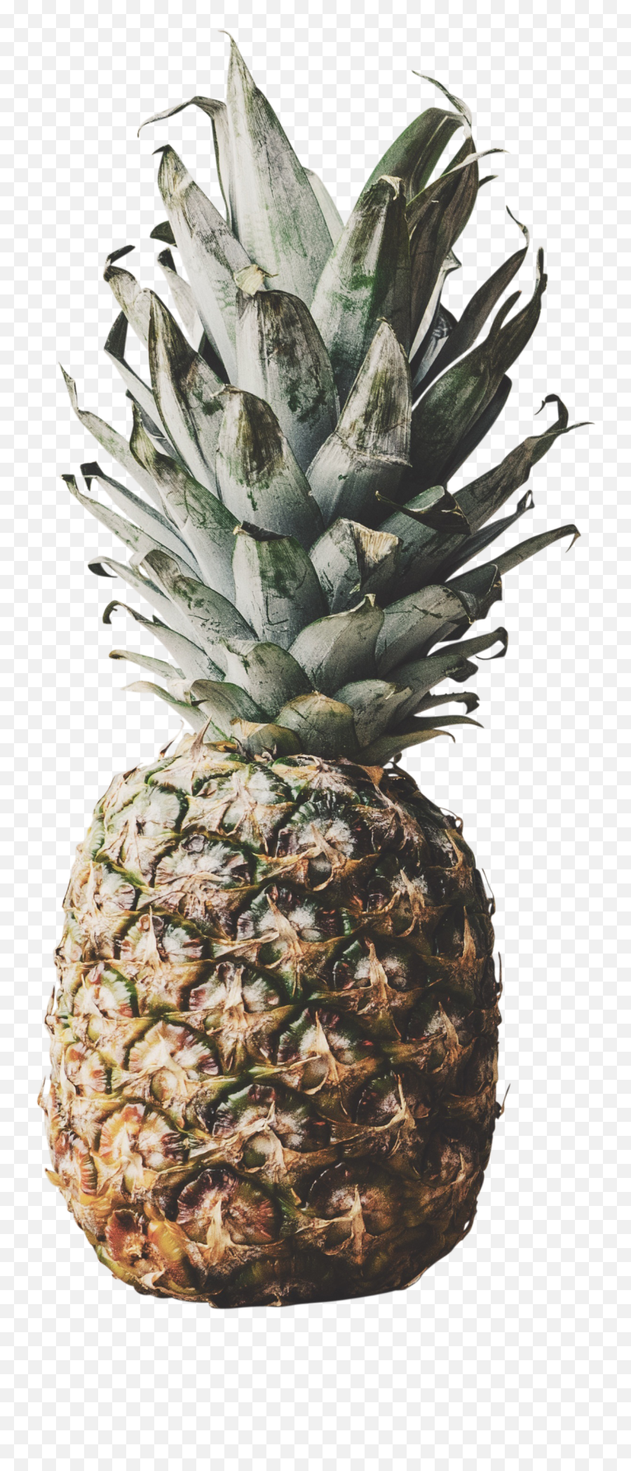 Png Images Premium Collection - Pineapple,Pineapples Png