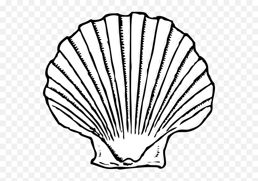 Scallop Shell Template With Transparent Background - Seashell Clipart Black And White Png,Seashell Transparent