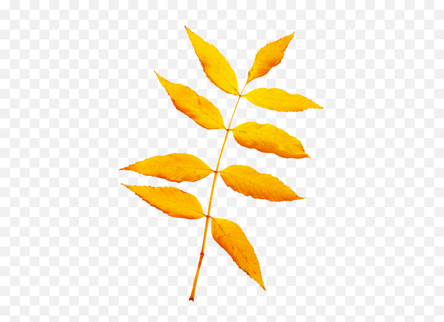Fall Leaves Clip Art - Beautiful Autumn Clipart U0026 Graphics Hojas De Arbol Color Amarillo Png,Falling Leaves Png
