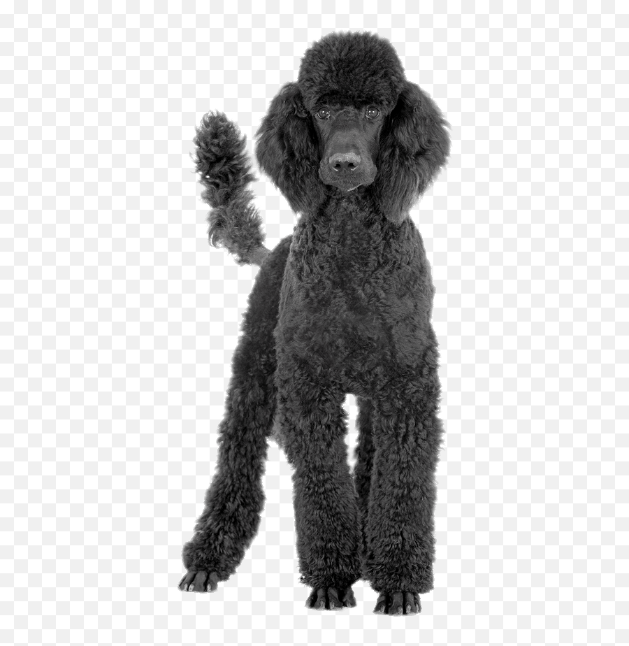 Black Poodle Transparent Png - Black Poodle Png,Poodle Png