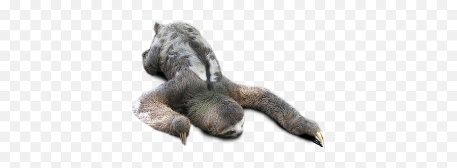 Sloth Png Transparent - Sloth,Sloth Transparent
