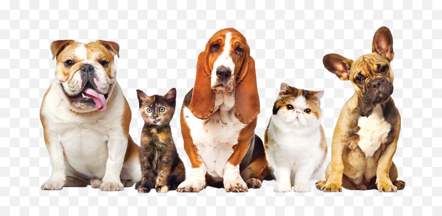 Dog Walker And Pet Services Covering - Groups Of Cats And Dogs Png,Pets Png