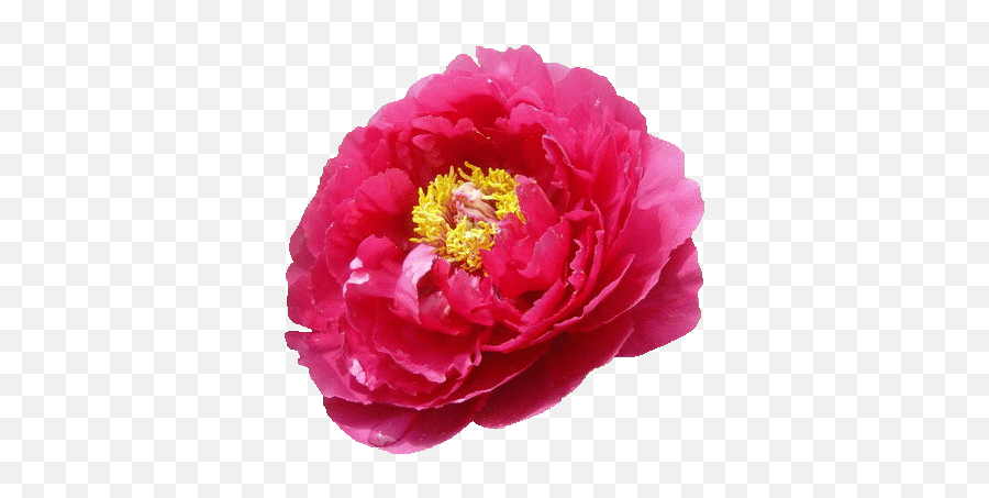 Pngpng - Chinese Peony,Peony Png