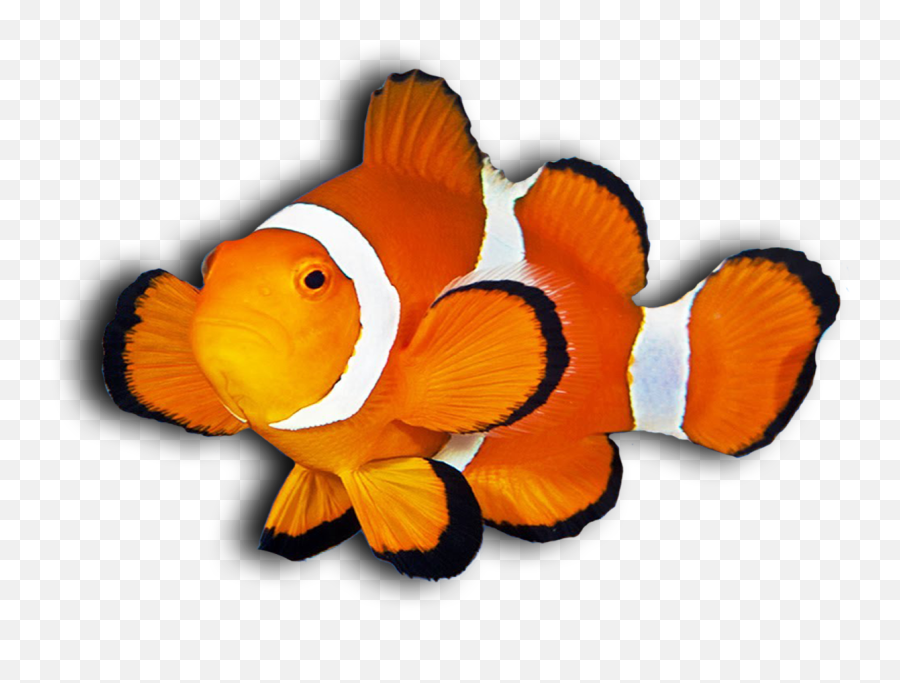 Clown - Fishshadow Neck Deep Aquatics Clown Fish Clipart Transparent Background Png,Clownfish Png