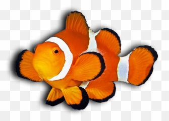 Clown - Fishshadow Neck Deep Aquatics Clown Fish Clipart Transparent Background Png,Clownfish Png