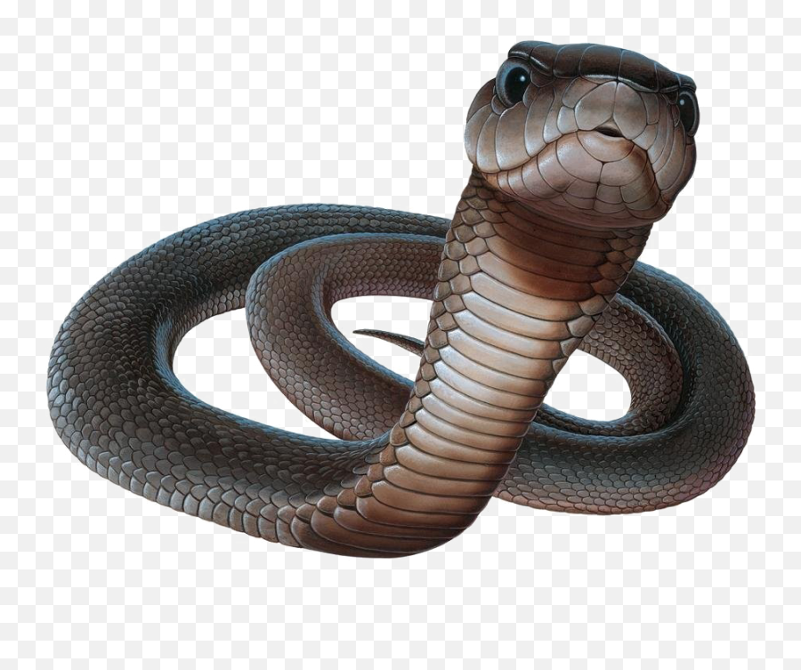 Black Mamba Png - Black Mamba Snake Png,Snakes Png