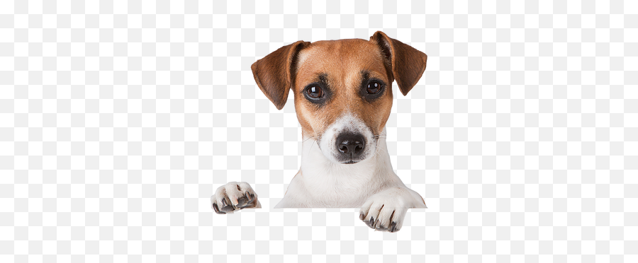 About Le Mutt Pet Lodge - Jack Russell Dog Png,Peeking Png