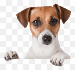 About Le Mutt Pet Lodge - Jack Russell Dog Png,Peeking Png