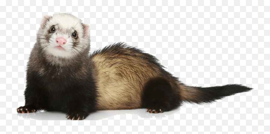 Weasels Png Images Transparent Background Play - Transparent Ferret Png,Weasel Icon