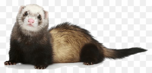 Weasels Png Images Transparent Background Play - Ferret Png