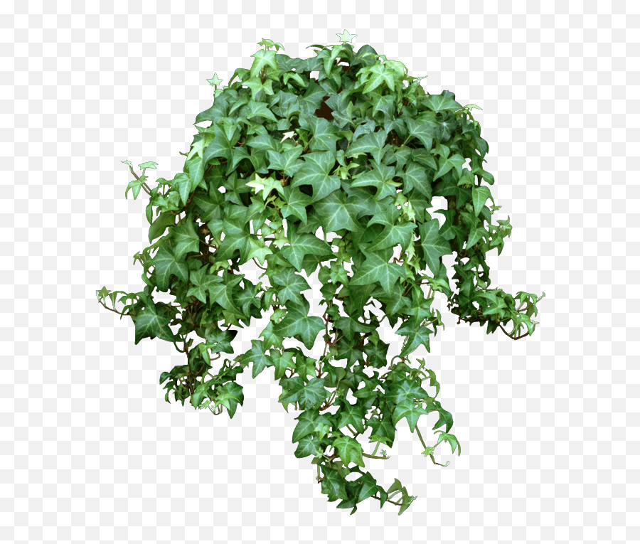Ivy Plants Can Be Founds In Hundreds - Ivy Brown Crispy Leaves Png,Ivy Png
