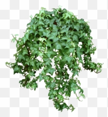 Ivy Plants Can Be Founds In Hundreds - Ivy Brown Crispy Leaves Png,Ivy Png