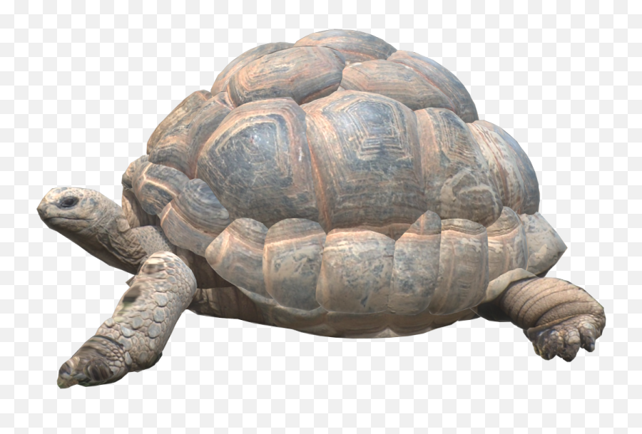 Giant Tortoise - Content Classconnect Galápagos Tortoise Png,Toroise Icon