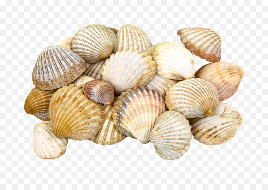 Sea Shells Transparent Image Seaside - Seashell Png,Sea Shell Png