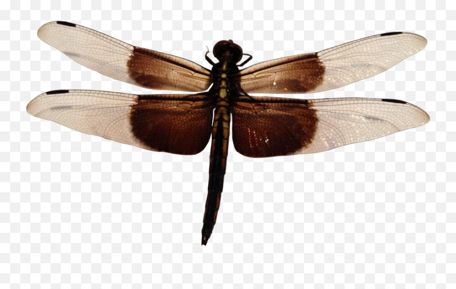Dragonfly Png Image - Hd Insect With Transparent Background,Dragonfly Png