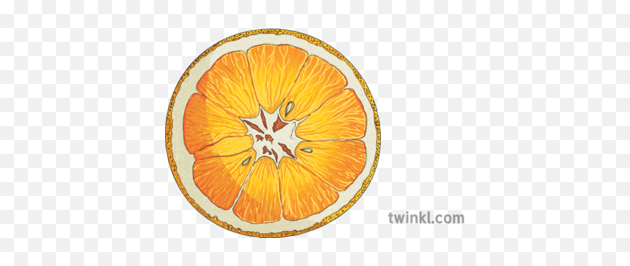Orange Cross Section Segment Sac Juice Fruit Citric Citrus - Orange Fruit Cross Section Png,Orange Fruit Png
