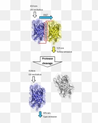 Dual - Fret Cleavage Png,Cleavage Png