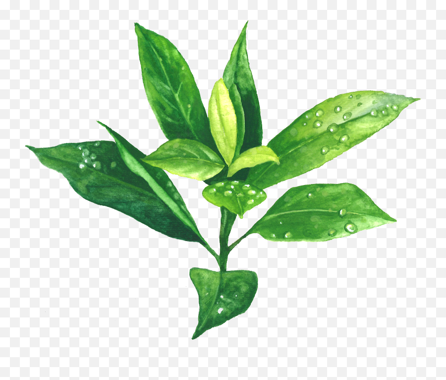 Download Green Tea Png Image With No Background - Pngkeycom Green Tea Tea Plant,Tea Png