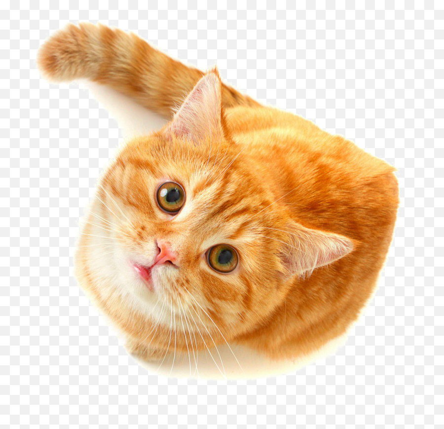 Cute Cat Png Free Download - Orange And White Striped Cat,Cute Cat Png