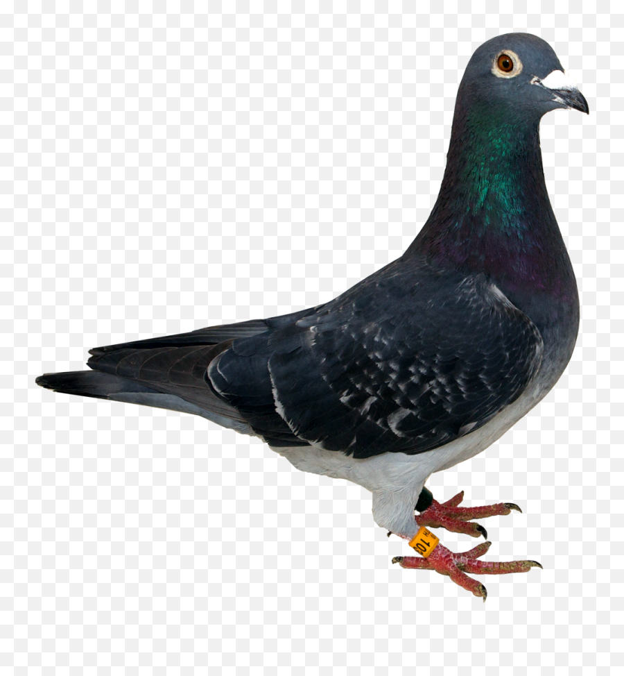 Pigeon Png Transparent - Transparent Background Pigeon Png,Pigeon Png