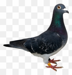 Pigeon Png Transparent - Transparent Background Pigeon Png,Pigeon Png