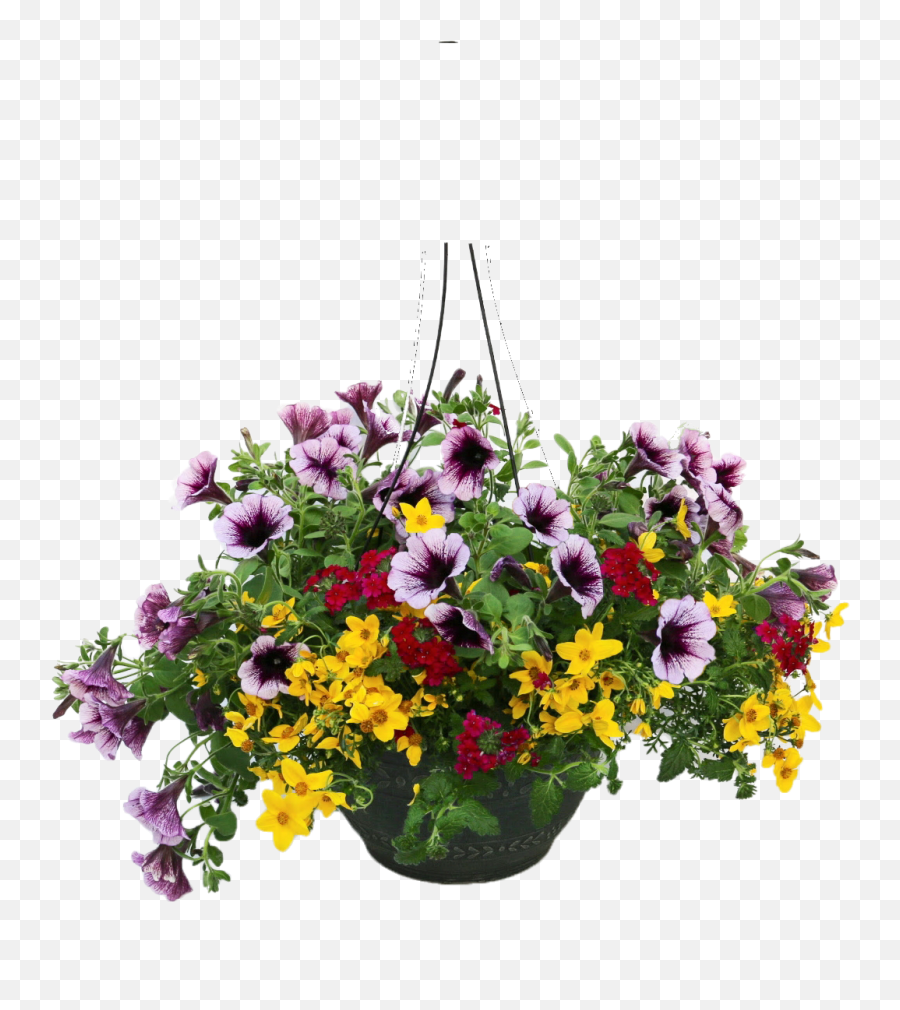 Download Hanging Plants Png - Hanging Flower Pot Png Full Hanging Flower Basket Vector Png,Flower Bushes Png