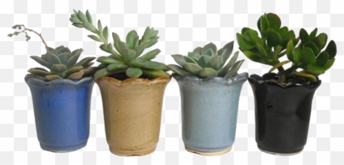 Succulents Polyvore - Potted Plant Png Aesthetic,Succulent Png