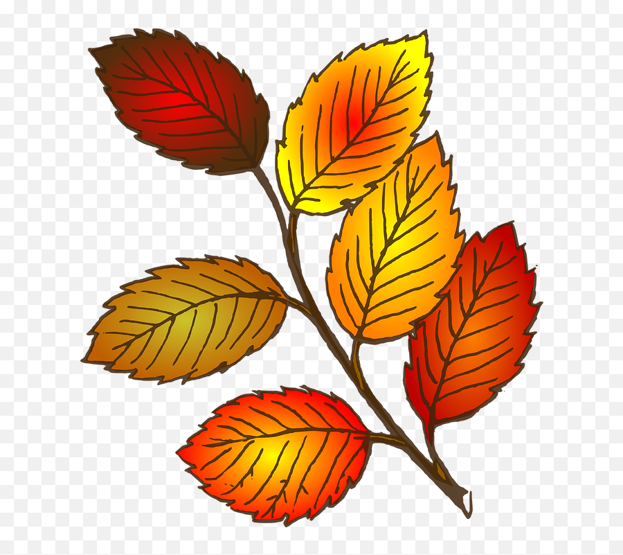 Download Fall Leaf Clipart - Leaves Clipart Full Size Png Dead Leaves Cartoon,Fall Leaves Clipart Png